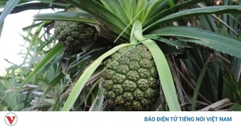 Uống nước lá dứa mỗi ngày, cơ thể thay đổi ra sao?