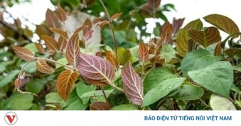 Uống nước lá mơ thường xuyên: Lợi ích hay tác dụng ngược?