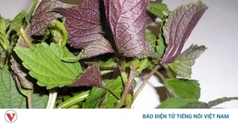 Uống nước lá tía tô có tác dụng gì?