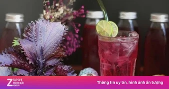 Uống nước lá tía tô lúc nào tốt nhất?