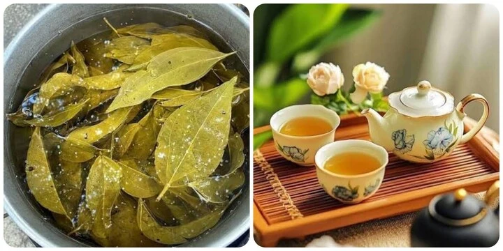 Uống nước lá vối mỗi ngày có giảm cân không? Uống nước lá vối mỗi ngày có giảm cân không?