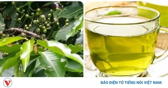 Uống nước lá vối tươi mỗi ngày có tốt không?