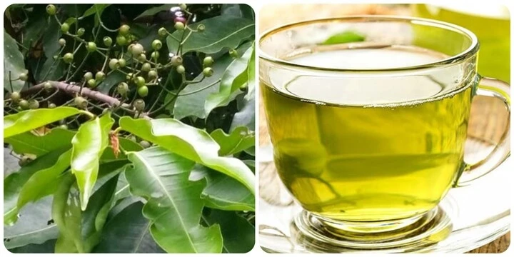 Uống nước lá vối tươi mỗi ngày có tốt không?
