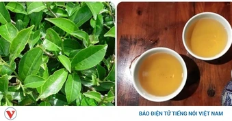 Uống nước trà xanh tươi hàng ngày có tác dụng gì?