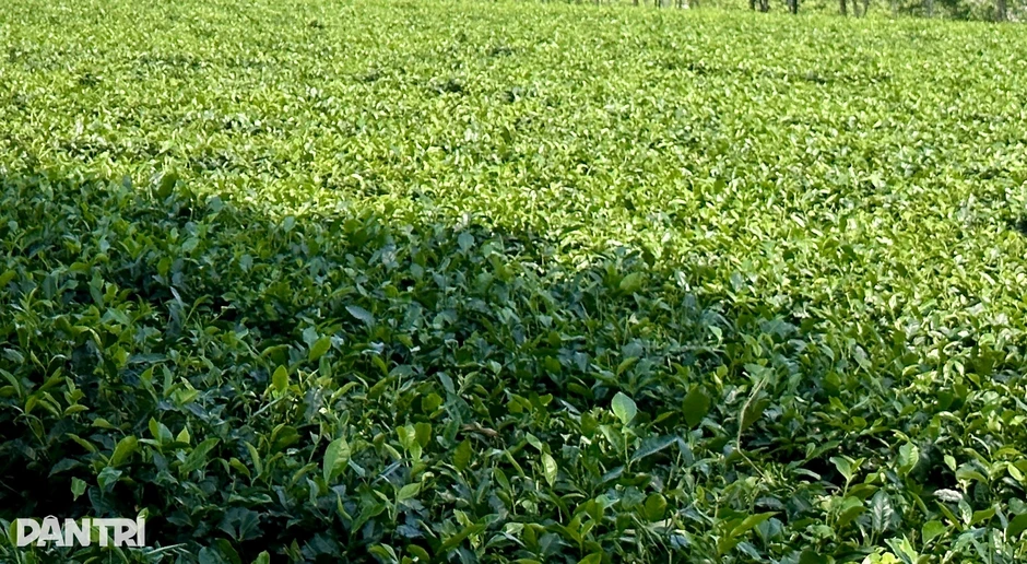 Uống trà xanh mỗi ngày suốt 6 tháng, bác sĩ bất ngờ với kết quả Uống trà xanh mỗi ngày suốt 6 tháng, bác sĩ bất ngờ với kết quả