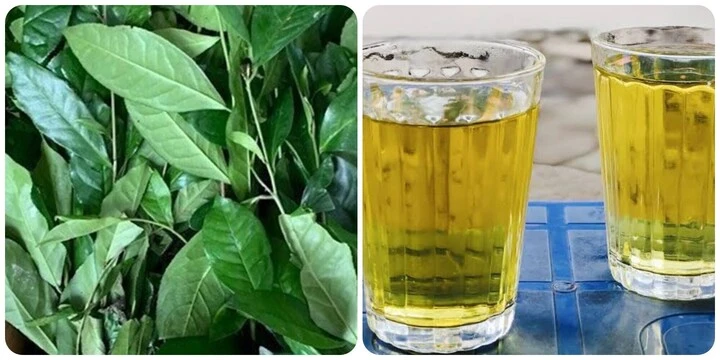 Uống trà xanh tươi mỗi ngày có tác dụng gì? Uống trà xanh tươi mỗi ngày có tác dụng gì?