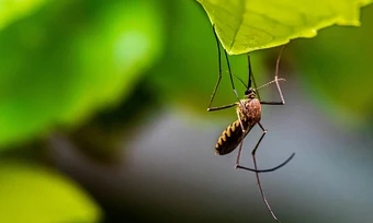 'Vaccine bay' tiêm cho dơi, ngăn dịch bệnh trên người - Báo TinVina
