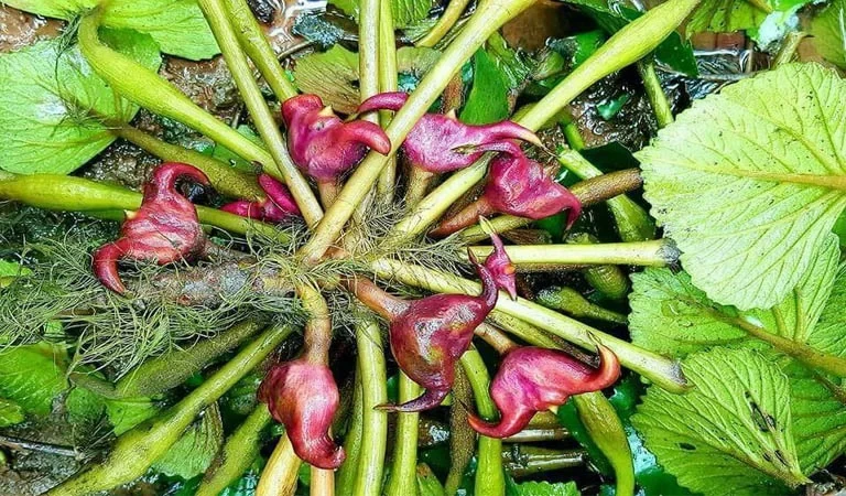 Vào mùa thu, đừng chỉ ăn củ sen, đây mới là "kho báu dinh dưỡng" quen thuộc của người Việt