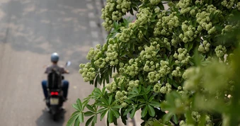 Vì sao mùi hoa sữa gây đau đầu, buồn nôn? Những người nào cần tránh loại hoa này càng nhiều càng tốt?
