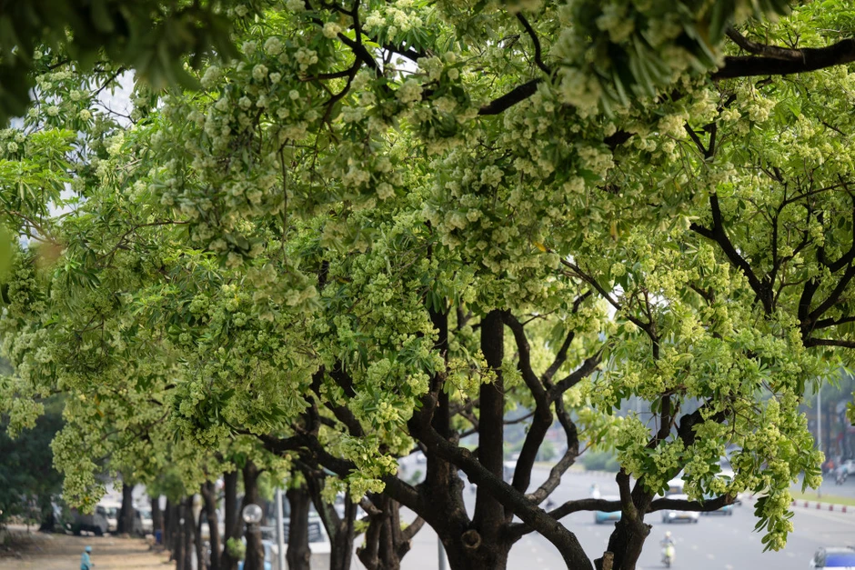 Vì sao mùi hoa sữa gây đau đầu, buồn nôn? Những người nào cần tránh loại hoa này càng nhiều càng tốt? Vì sao mùi hoa sữa gây đau đầu, buồn nôn? Những người nào cần tránh loại hoa này càng nhiều càng tốt?