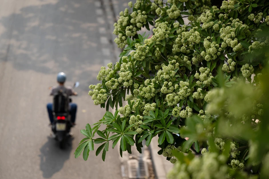 Vì sao mùi hoa sữa gây đau đầu, buồn nôn? Những người nào cần tránh loại hoa này càng nhiều càng tốt? Vì sao mùi hoa sữa gây đau đầu, buồn nôn? Những người nào cần tránh loại hoa này càng nhiều càng tốt?