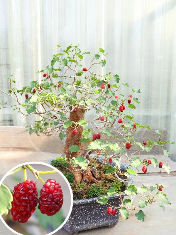 Vì sao người xưa kiêng cây dâu tằm, nhưng ngày nay nhiều người lại đưa vào nhà làm bonsai? Vì sao người xưa kiêng cây dâu tằm, nhưng ngày nay nhiều người lại đưa vào nhà làm bonsai?