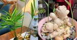 Vì sao nhiều gia đình trồng 1 chậu gừng trong nhà? Hóa ra không chỉ làm gia vị