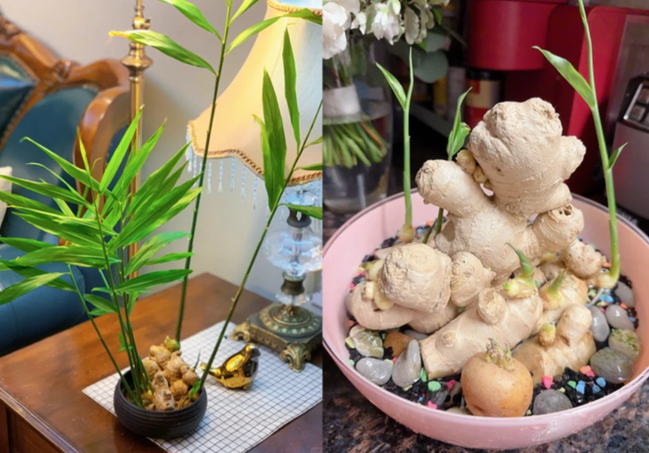 Vì sao nhiều gia đình trồng 1 chậu gừng trong nhà? Hóa ra không chỉ làm gia vị Vì sao nhiều gia đình trồng 1 chậu gừng trong nhà? Hóa ra không chỉ làm gia vị