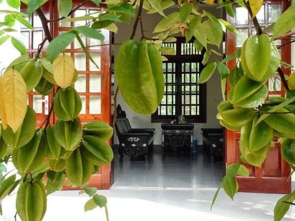 Vì sao nhiều gia đình trồng cây khế trong sân? Hóa ra không chỉ để lấy quả Vì sao nhiều gia đình trồng cây khế trong sân? Hóa ra không chỉ để lấy quả