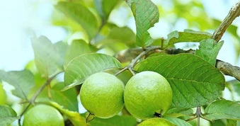 Vì sao nhiều gia đình trồng cây ổi trong sân? Hóa ra không chỉ để lấy quả