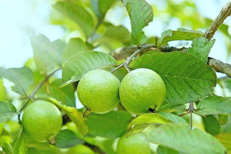 Vì sao nhiều gia đình trồng cây ổi trong sân? Hóa ra không chỉ để lấy quả