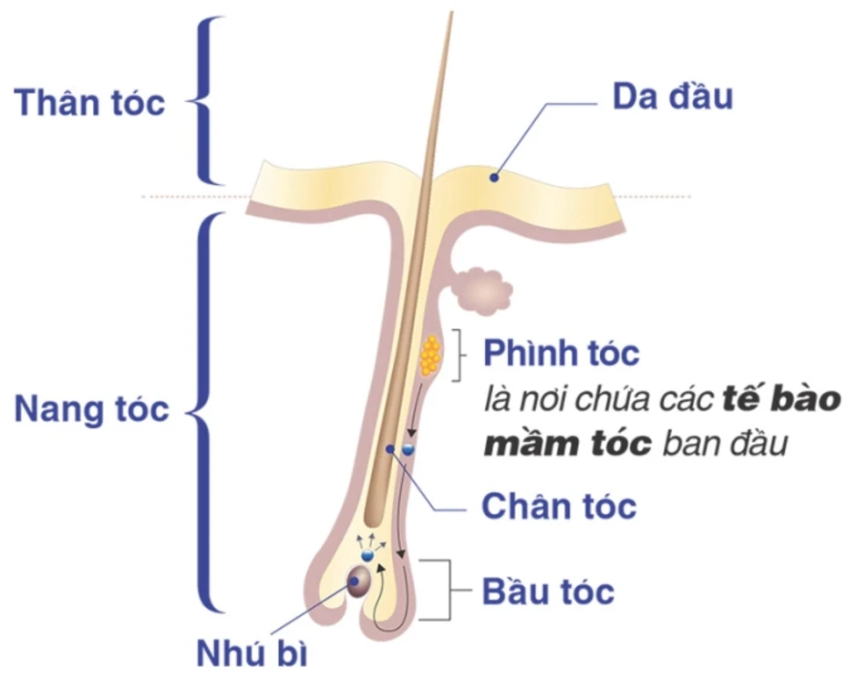 Vì sao tóc dễ rụng khi trời nồm ẩm? - Báo TinVina Vì sao tóc dễ rụng khi trời nồm ẩm? - Báo TinVina