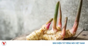 Vị thuốc ngừa ung thư, tốt cho xương khớp và não bộ, bán rẻ bèo đầy chợ Việt