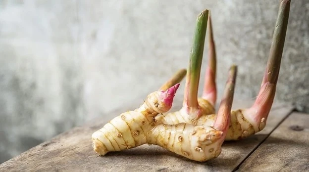 Vị thuốc ngừa ung thư, tốt cho xương khớp và não bộ, bán rẻ bèo đầy chợ Việt Vị thuốc ngừa ung thư, tốt cho xương khớp và não bộ, bán rẻ bèo đầy chợ Việt