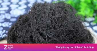 Vị thuốc quý ai nhìn vào cũng sợ, ăn lại bổ dưỡng chẳng kém nhân sâm