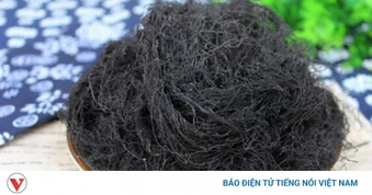 Vị thuốc quý ai nhìn vào cũng sợ, ăn vào lại bổ dưỡng chẳng kém nhân sâm, tổ yến