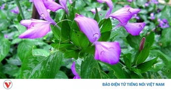 Vị thuốc quý giá rẻ lại giúp dưỡng gan, chống lão hoá cực hiệu quả