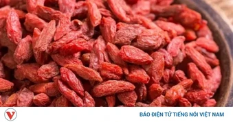 Vị thuốc trường thọ được ví như “kim cương đỏ” nhưng ít người biết