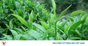 Việt Nam cây “thuốc đại bổ” trồng đầy vườn quê, tốt đủ đường ngừa cả ung thư