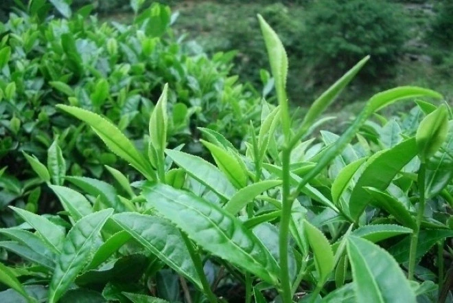 Việt Nam cây “thuốc đại bổ” trồng đầy vườn quê, tốt đủ đường ngừa cả ung thư Việt Nam cây “thuốc đại bổ” trồng đầy vườn quê, tốt đủ đường ngừa cả ung thư