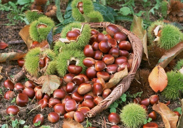 Việt Nam có 1 loại đặc sản chỉ mùa thu đông mới dồi dào: Nhiều người đang ăn sai cách