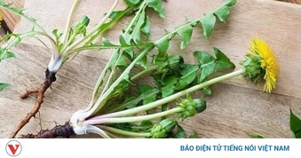 Việt Nam có cây thuốc đại bổ, tự mọc đầy vườn lại hay bị ngó lơ vì nhầm là cỏ dại