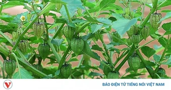 Việt Nam có cây thuốc quý, bổ ngang nhân sâm, không chăm vẫn tươi tốt quanh năm
