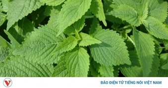 Việt Nam có cây thuốc quý không chăm vẫn mọc um tùm, bổ dưỡng chẳng kém nhân sâm