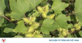 Việt Nam có cây thuốc quý là khắc tinh của nhiều bệnh, lại hay bị nhầm là cỏ dại