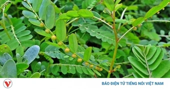 Việt Nam có cây thuốc quý, vừa dưỡng gan vừa bồi bổ đủ đường cho cơ thể
