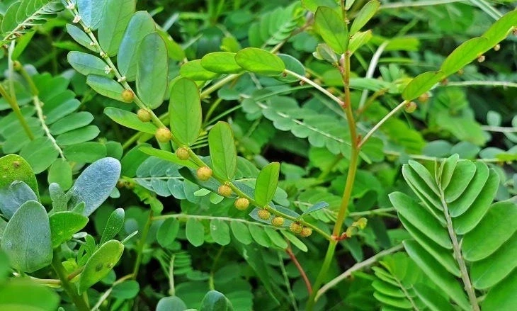 Việt Nam có cây thuốc quý, vừa dưỡng gan vừa bồi bổ đủ đường cho cơ thể Việt Nam có cây thuốc quý, vừa dưỡng gan vừa bồi bổ đủ đường cho cơ thể