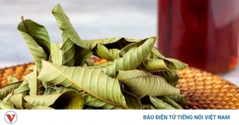 Việt Nam có loại lá rụng đầy gốc không ai ngó, lại là "thuốc quý" ngừa cả ung thư