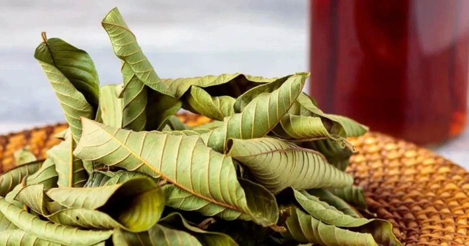 Việt Nam có loại lá rụng đầy gốc không ai ngó, lại là "thuốc quý" ngừa cả ung thư Việt Nam có loại lá rụng đầy gốc không ai ngó, lại là "thuốc quý" ngừa cả ung thư