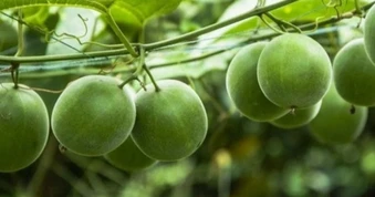 Việt Nam có loại quả siêu ngọt không gây tăng đường huyết, ngừa ung thư