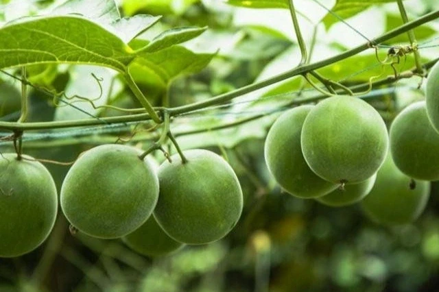 Việt Nam có loại quả siêu ngọt không gây tăng đường huyết, ngừa ung thư