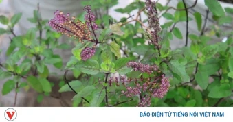 Việt Nam có “nữ hoàng thảo mộc”, bổ ngang nhân sâm lại chỉ được trồng làm cảnh