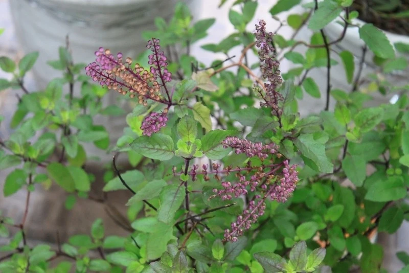 Việt Nam có “nữ hoàng thảo mộc”, bổ ngang nhân sâm lại chỉ được trồng làm cảnh Việt Nam có “nữ hoàng thảo mộc”, bổ ngang nhân sâm lại chỉ được trồng làm cảnh