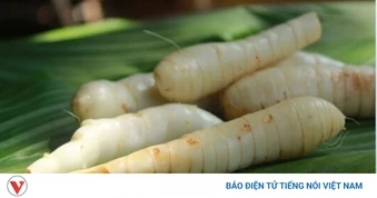 Việt Nam có "báu vật dưới lòng đất" hương vị đặc biệt, tốt chẳng kém nhân sâm