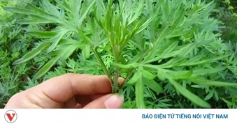 Việt Nam có "vua thảo mộc” không chăm vẫn mọc đầy vườn, ăn vào khỏe lâu sống thọ