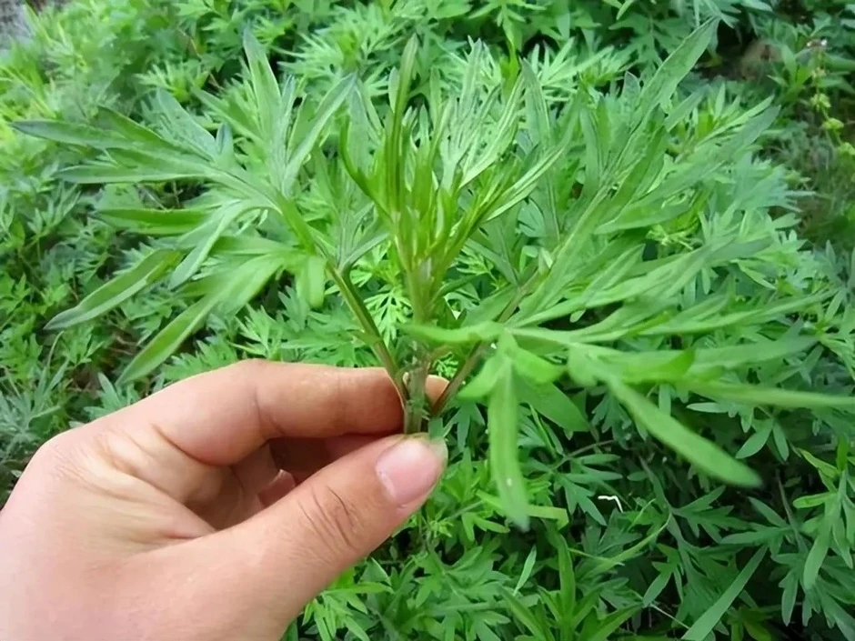 Việt Nam có "vua thảo mộc” không chăm vẫn mọc đầy vườn, ăn vào khỏe lâu sống thọ Việt Nam có "vua thảo mộc” không chăm vẫn mọc đầy vườn, ăn vào khỏe lâu sống thọ
