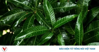 Việt Nam có sẵn một loại thảo dược quý nhưng hay bị ngó lơ vì nghĩ không ăn được
