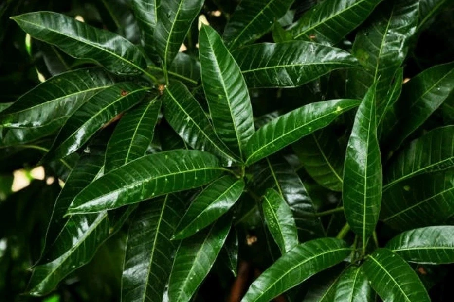 Việt Nam có sẵn một loại thảo dược quý nhưng hay bị ngó lơ Việt Nam có sẵn một loại thảo dược quý nhưng hay bị ngó lơ