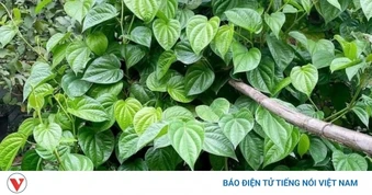 Việt Nam có sẵn “thảo dược quý” dưỡng gan bổ não, nhiều người chưa biết tận dụng