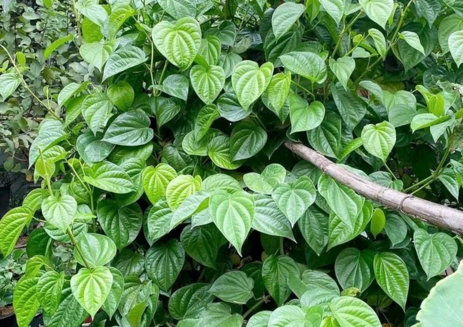 Việt Nam có sẵn “thảo dược quý” dưỡng gan bổ não, nhiều người chưa biết tận dụng Việt Nam có sẵn “thảo dược quý” dưỡng gan bổ não, nhiều người chưa biết tận dụng